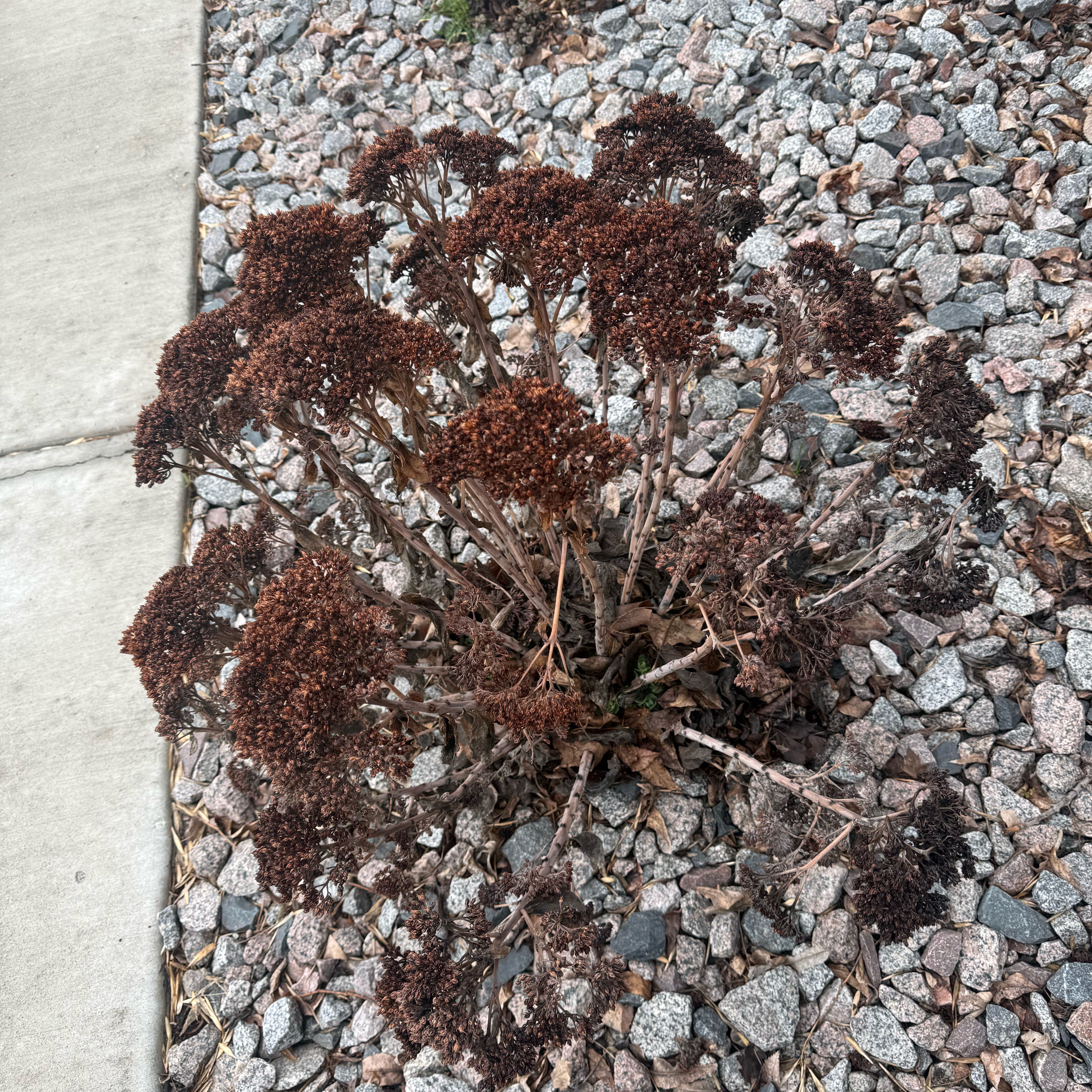 Photo of the plant species Perez's Sea Lavender by @AssistiveKoa77 named Denali on Greg, the plant care app