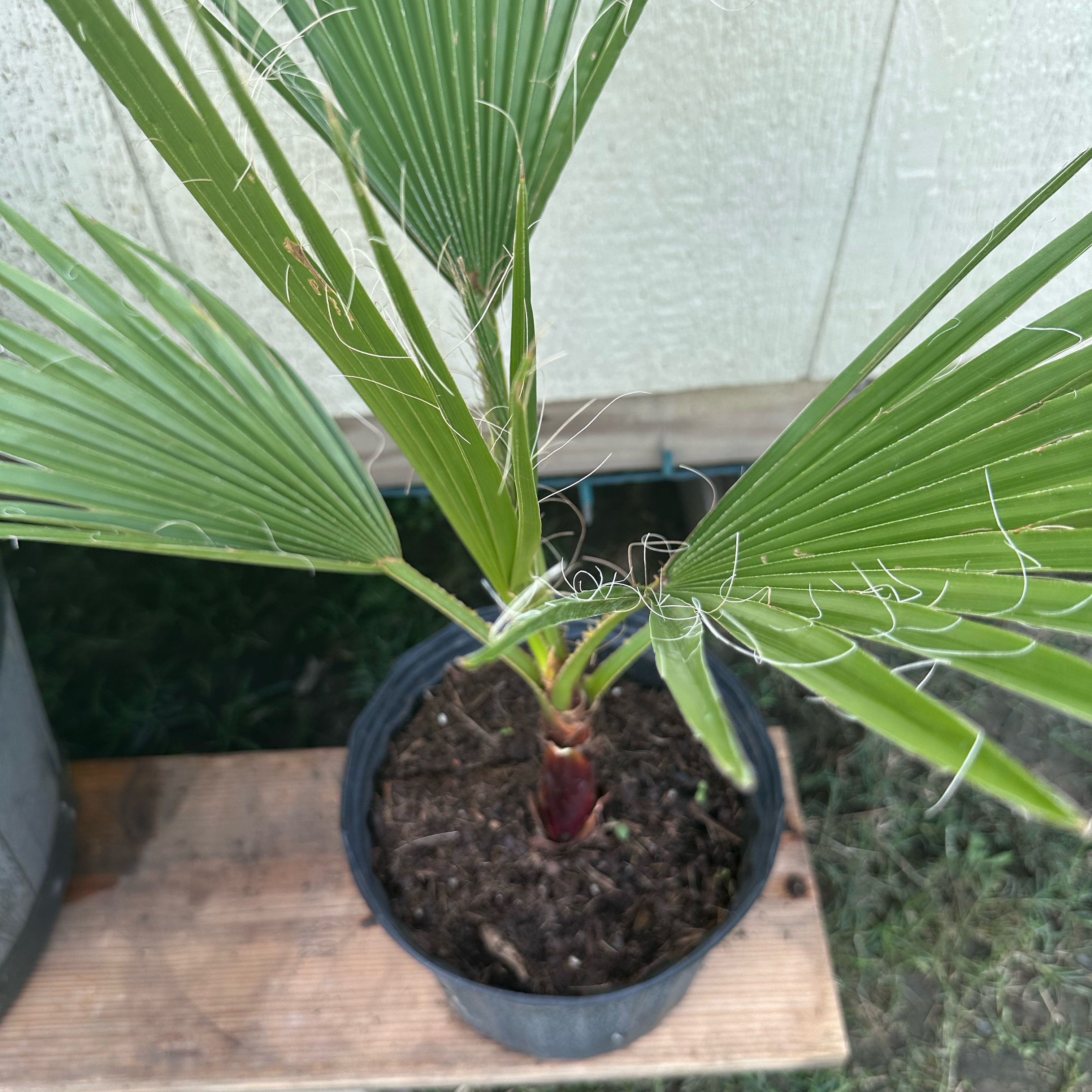 Photo of the plant species Mexican Fan Palm by @FunTule42 named Dolores on Greg, the plant care app