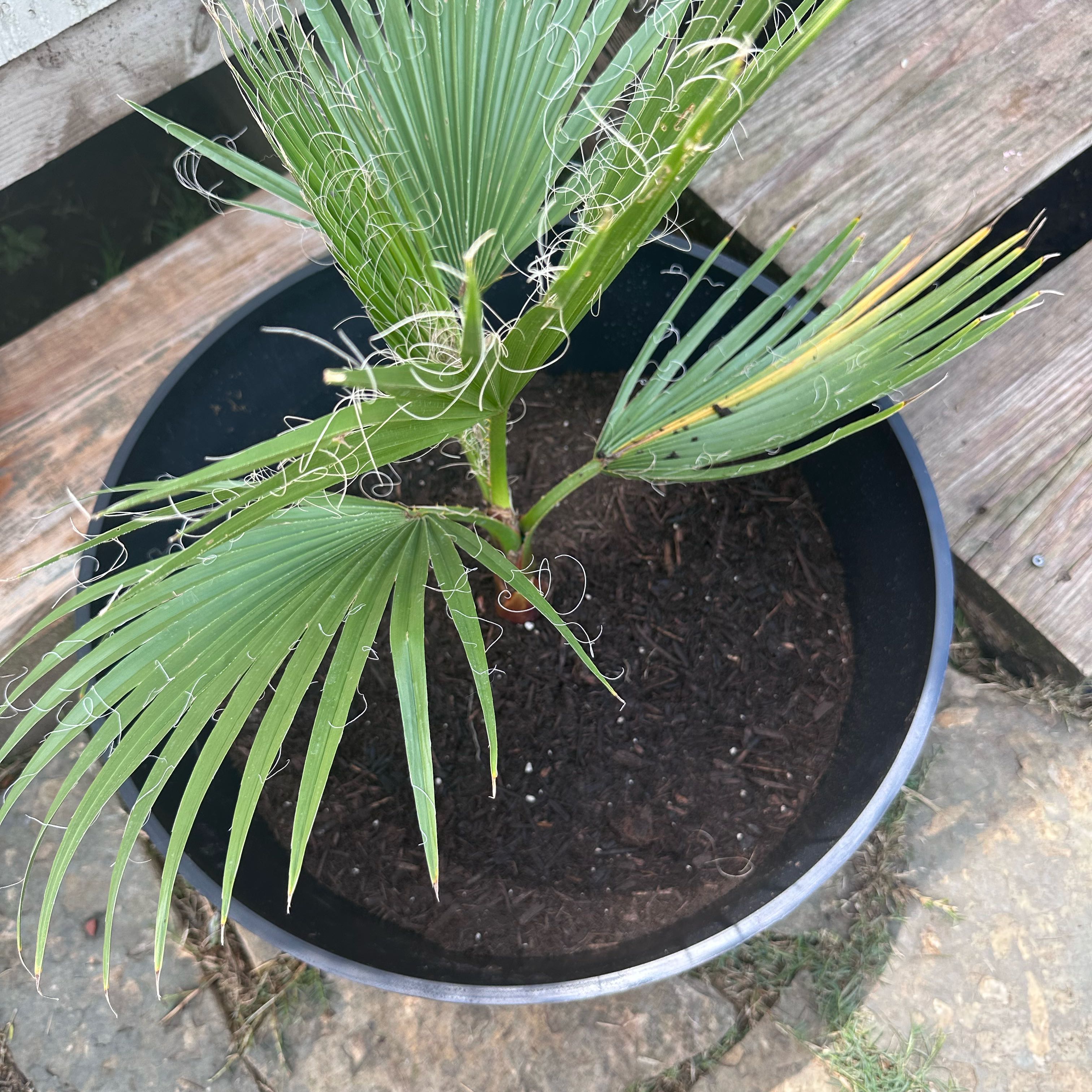 Photo of the plant species Mexican Fan Palm by @FunTule42 named Kylie on Greg, the plant care app