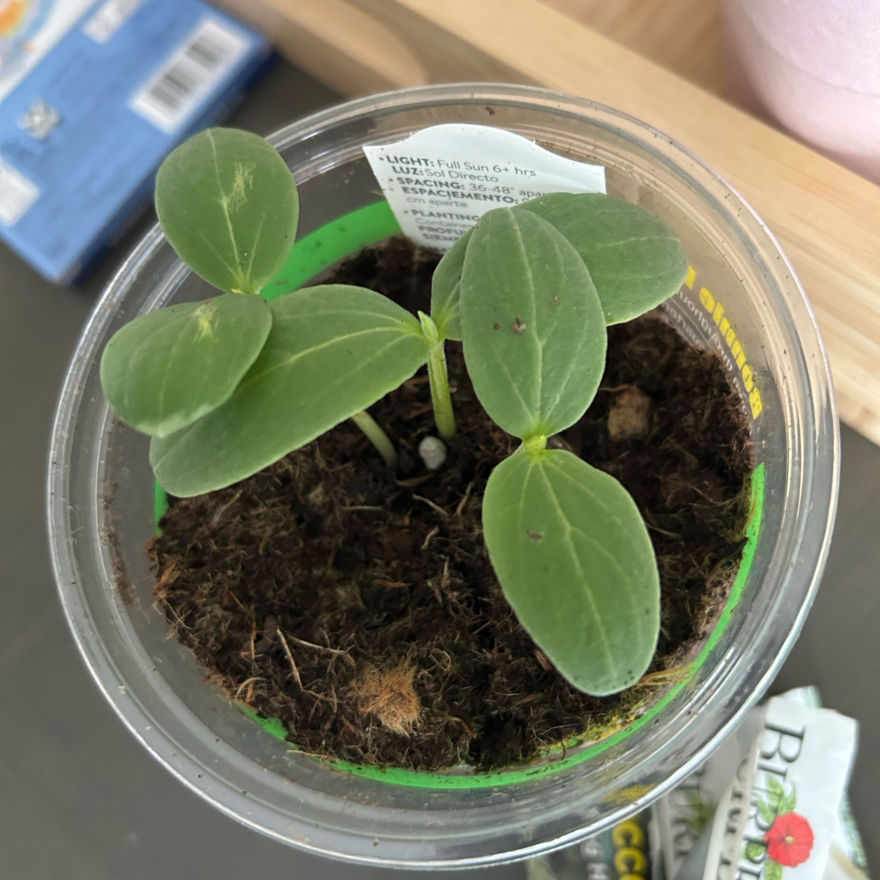 Photo of the plant species Cucumber by @TryRedflax1 named Darwin on Greg, the plant care app