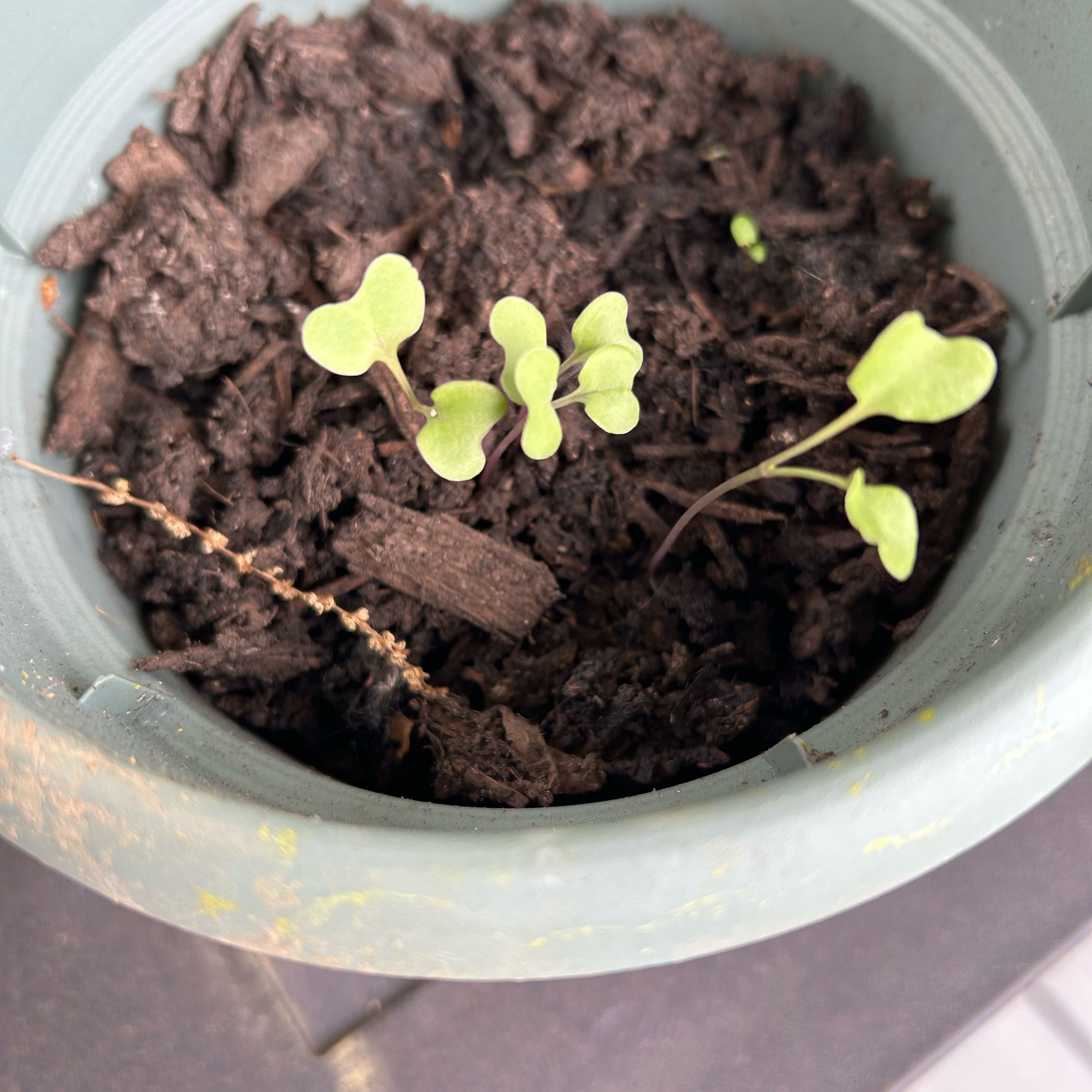 Photo of the plant species Broccoli by @TryRedflax1 named Cleopatra on Greg, the plant care app