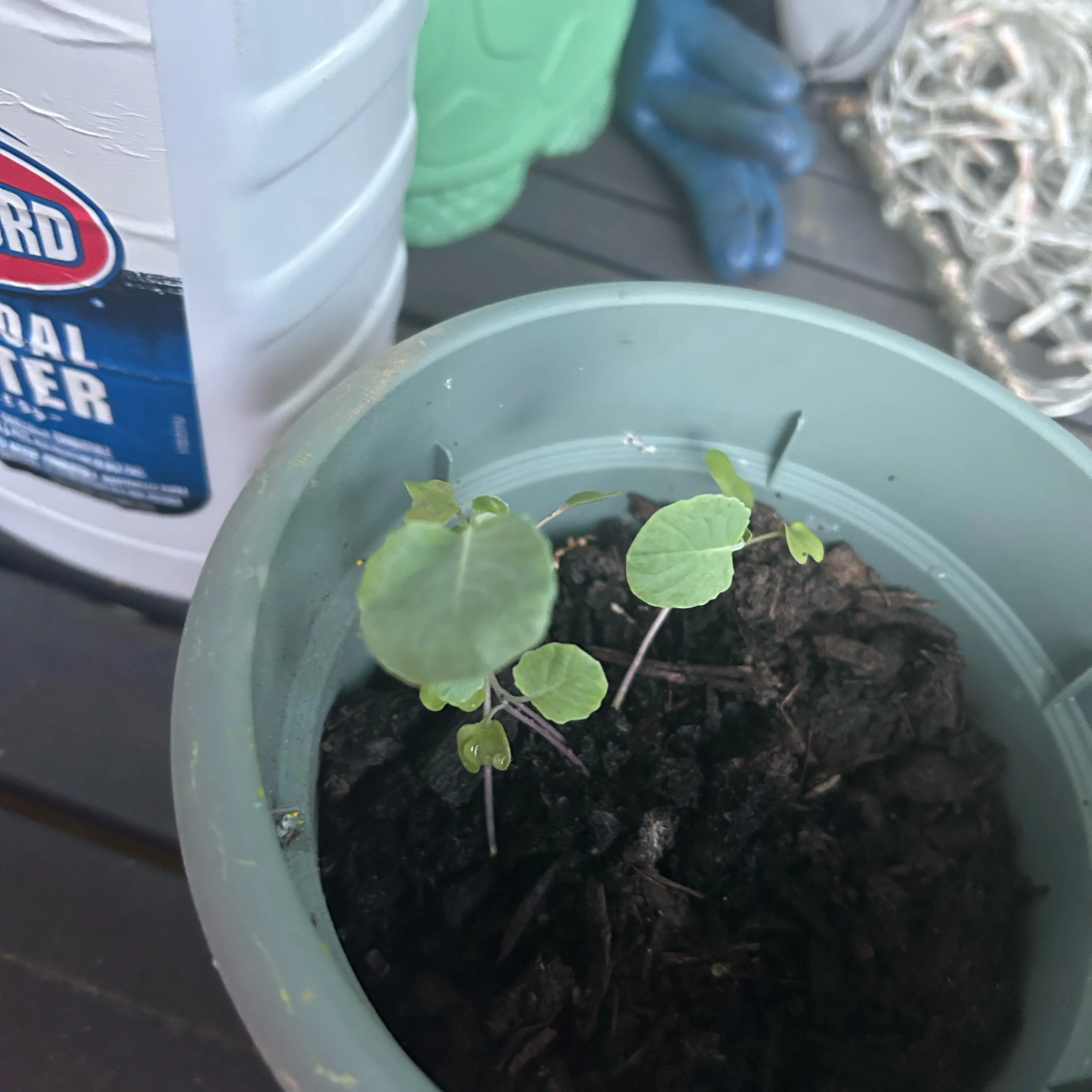 Photo of the plant species Broccoli by @TryRedflax1 named Cleopatra on Greg, the plant care app