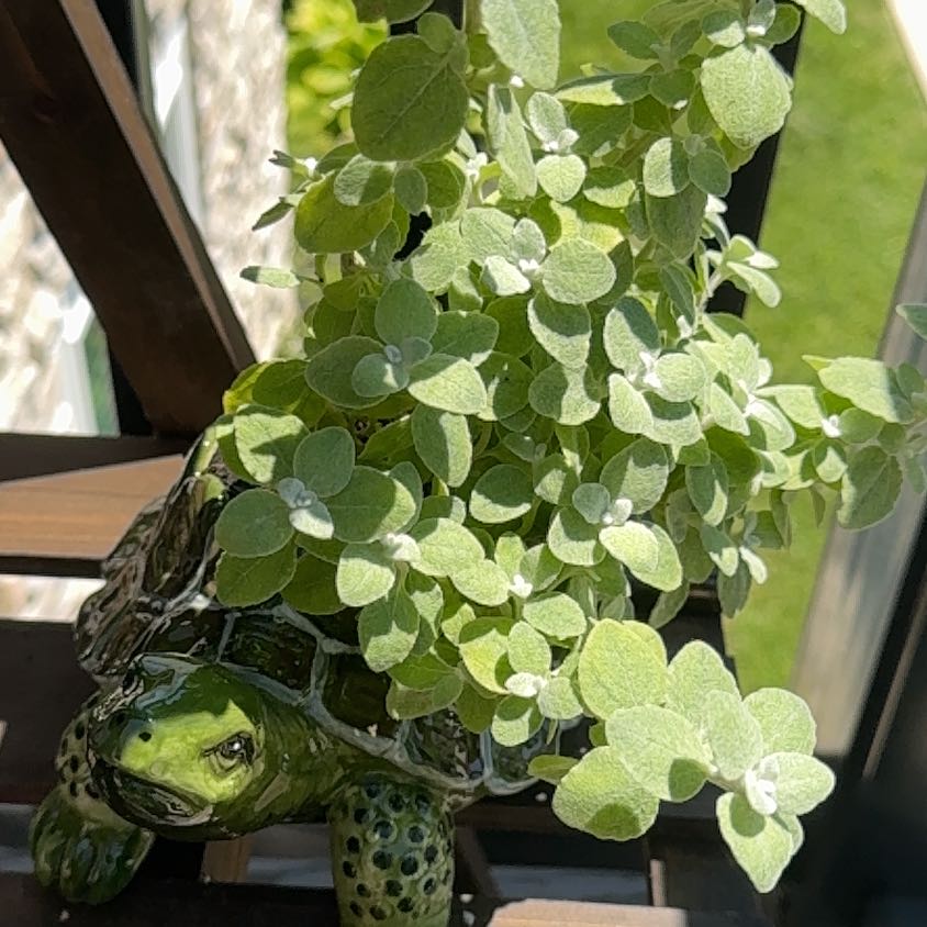 Photo of the plant species Trailing Dusty Miller by @DaringCoralbell named Delilah on Greg, the plant care app
