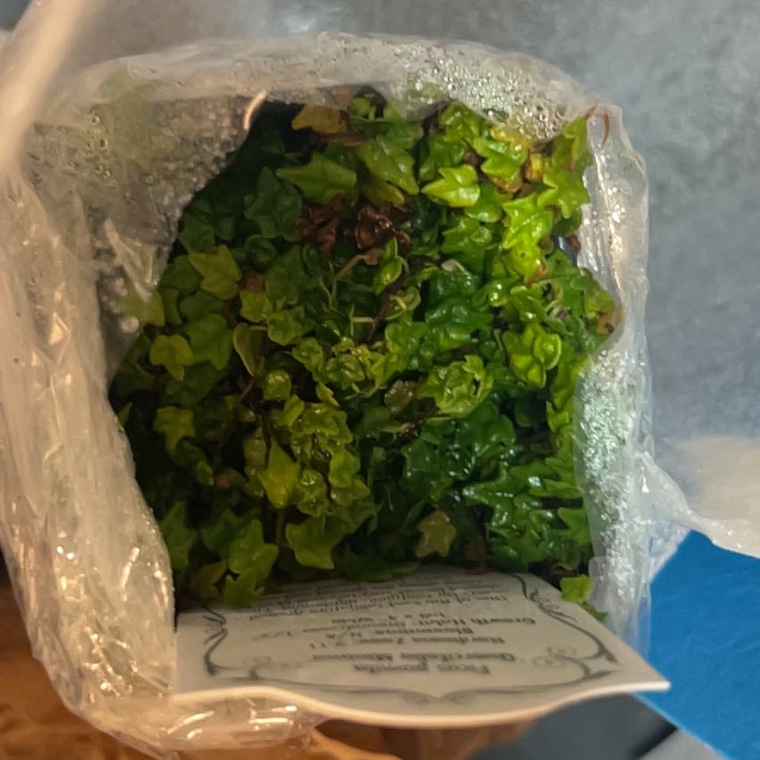 Photo of the plant species Mini Oakleaf Creeping Fig by @WiredOxlip80 named Maya on Greg, the plant care app