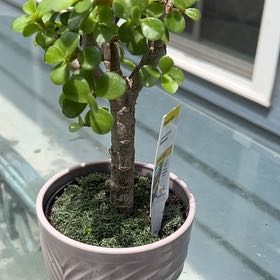 Photo of the plant species Dwarf Jade Plant by @RadIroncross30 named Doja Cat on Greg, the plant care app