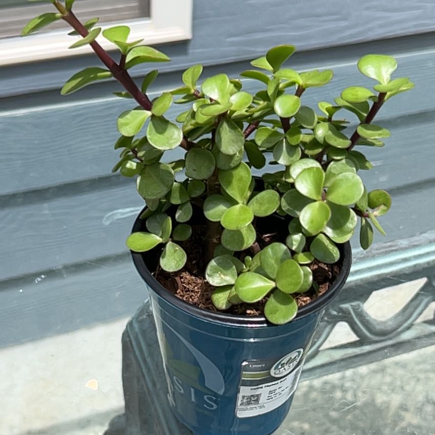 Photo of the plant species Trailing Elephant Bush by @RadIroncross30 named Plato on Greg, the plant care app