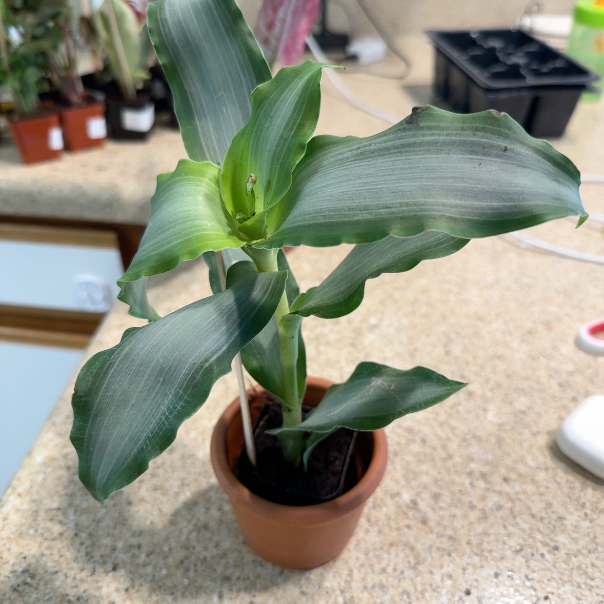 Photo of the plant species Murdannia by @AceDill81 named Hamilton on Greg, the plant care app