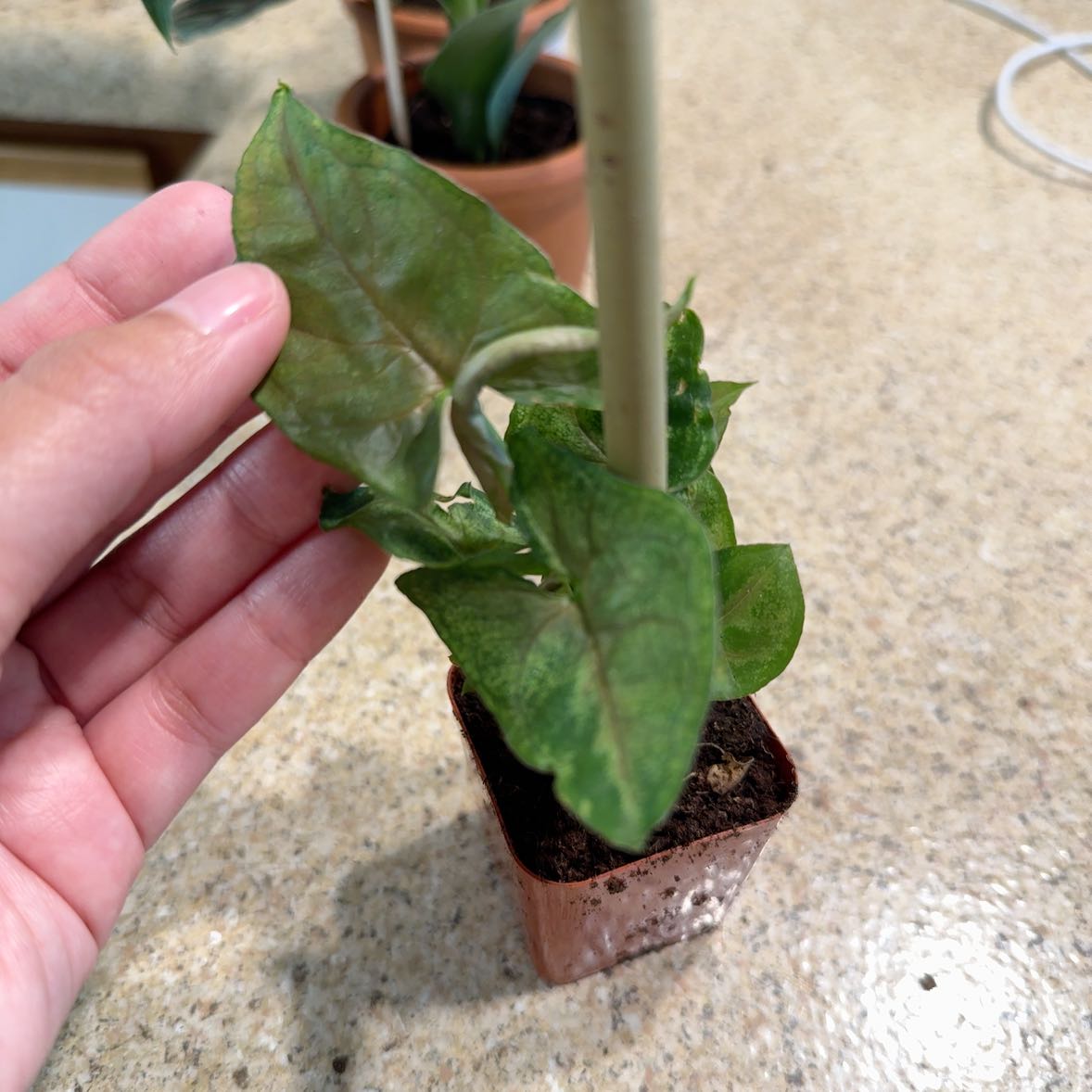 Photo of the plant species Syngonium 'Berry' by @AceDill81 named McKinley on Greg, the plant care app