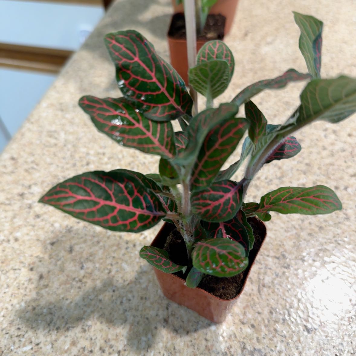 Photo of the plant species Fittonia by @AceDill81 named Gobi on Greg, the plant care app