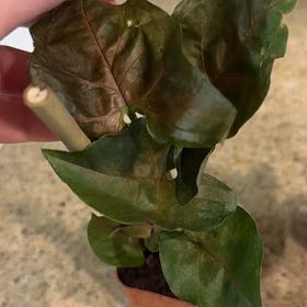 Photo of the plant species Syngonium 'Maria Allusion' by @AceDill81 named ChloroPhil on Greg, the plant care app