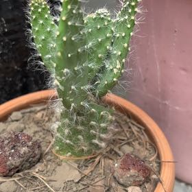 Photo of the plant species Snow Prickly Pear by @WillCaucalis89 named Sir Plancelot on Greg, the plant care app