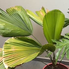 Photo of the plant species Licuala Palm by @WillCaucalis89 named Nemo on Greg, the plant care app