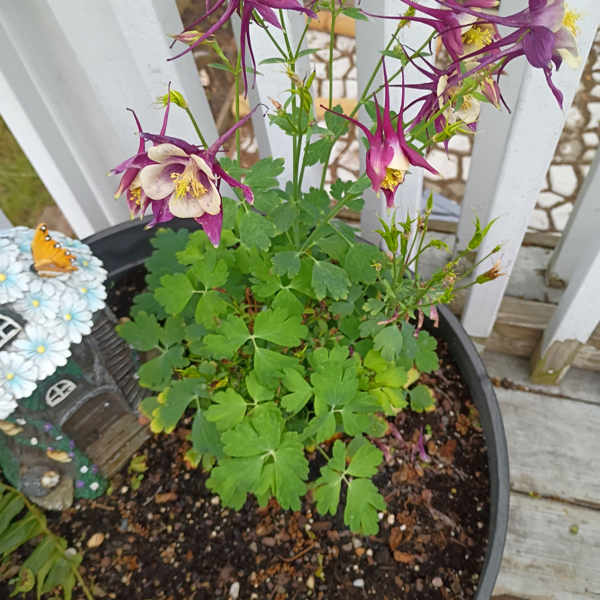 Photo of the plant species Aquilegia Vulgaris by @SinewyBeech83 named Fernie Mac on Greg, the plant care app