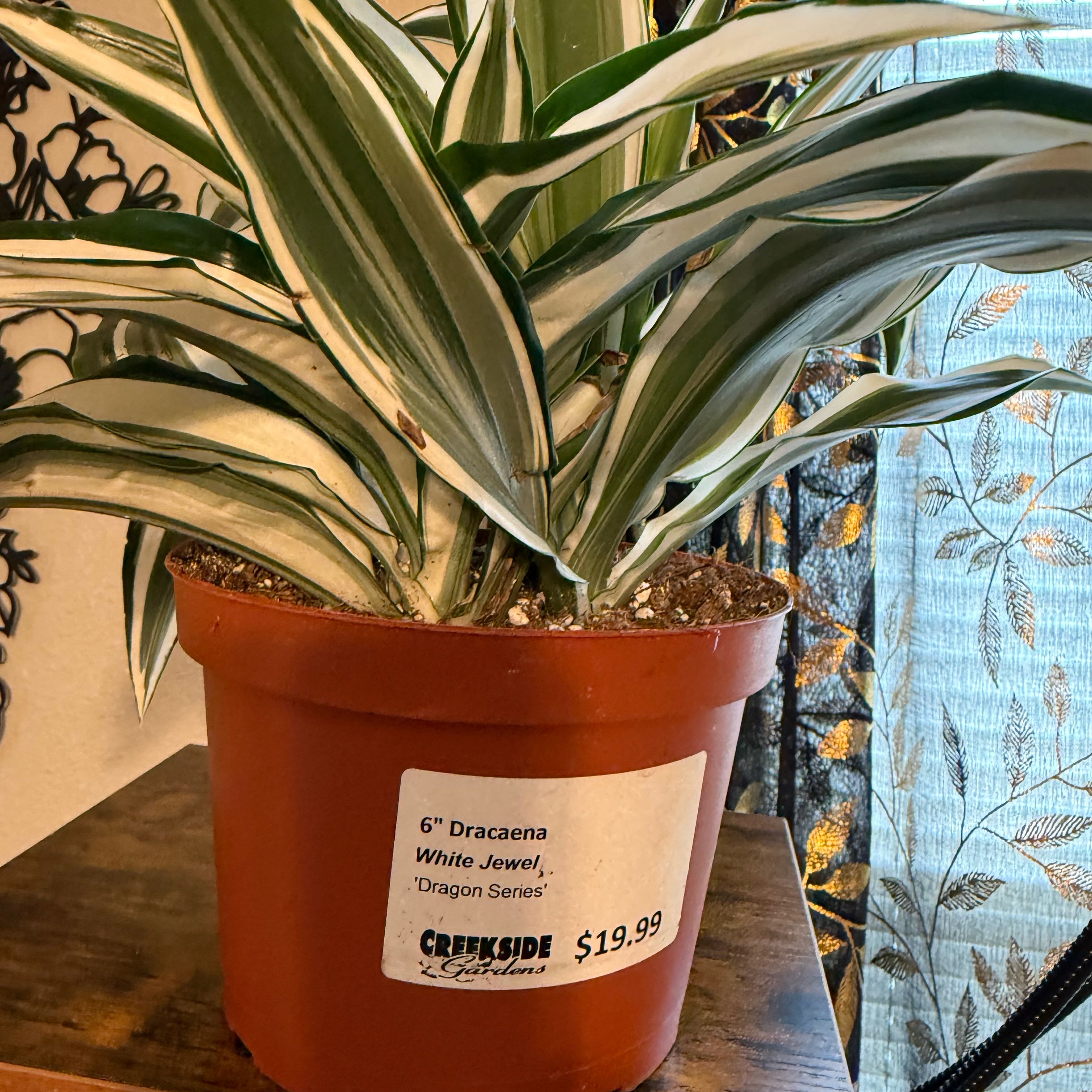 Photo of the plant species White Jewel Dracaena by @Daisypaw named Demi on Greg, the plant care app