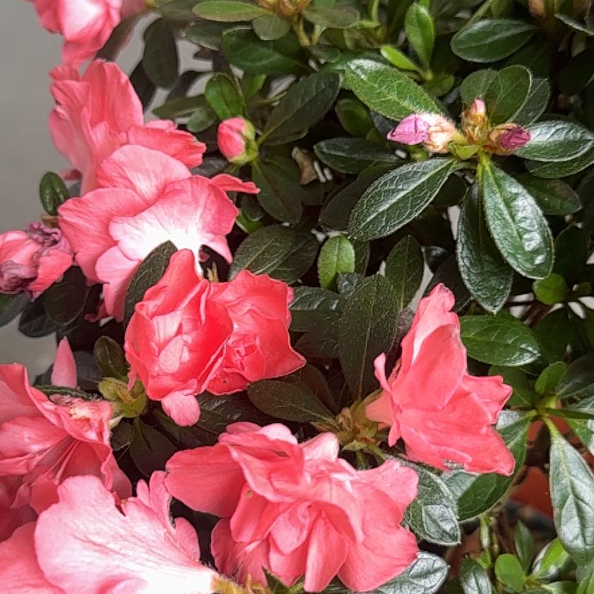 Photo of the plant species Rhododendron by @HappyBasil55 named Keanu Leaves on Greg, the plant care app