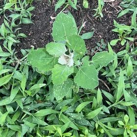 Photo of the plant species Melde by @AlwaysNapaea0 named Athena on Greg, the plant care app