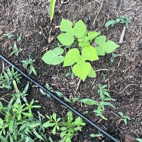 Photo of the plant species Ivyleaf Morning-Glory by @AlwaysNapaea0 named Mollie on Greg, the plant care app