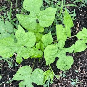 Photo of the plant species Ivyleaf Morning-Glory by @AlwaysNapaea0 named Tupot amaroot on Greg, the plant care app