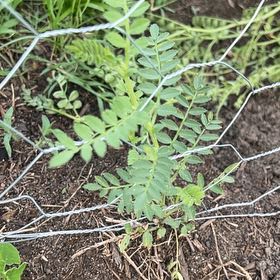Photo of the plant species Pretty Jacob's-Ladder by @AlwaysNapaea0 named Doja Cat on Greg, the plant care app