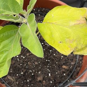 Photo of the plant species Eggplant by @BuffDisphyma91 named Huckleberry Fern on Greg, the plant care app