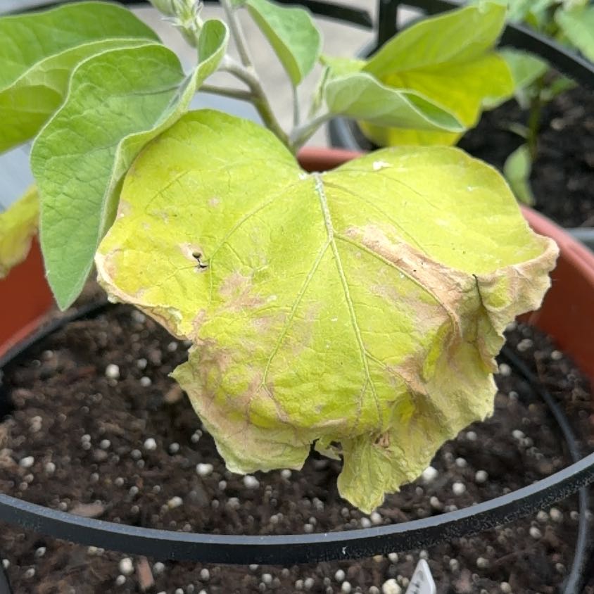 Photo of the plant species Eggplant by @BuffDisphyma91 named Anne on Greg, the plant care app