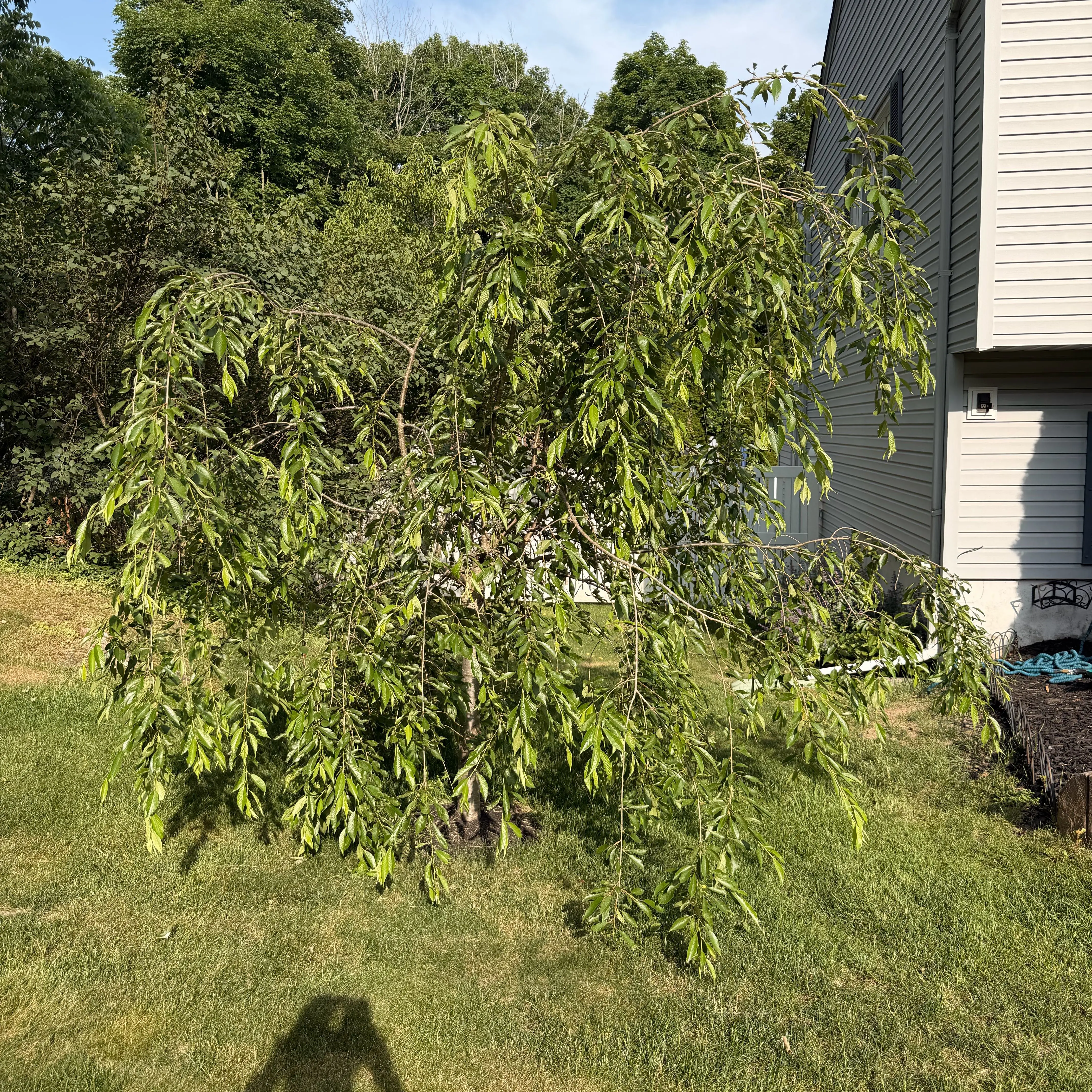 Photo of the plant species Camphor by @BuffDisphyma91 named Nemo on Greg, the plant care app