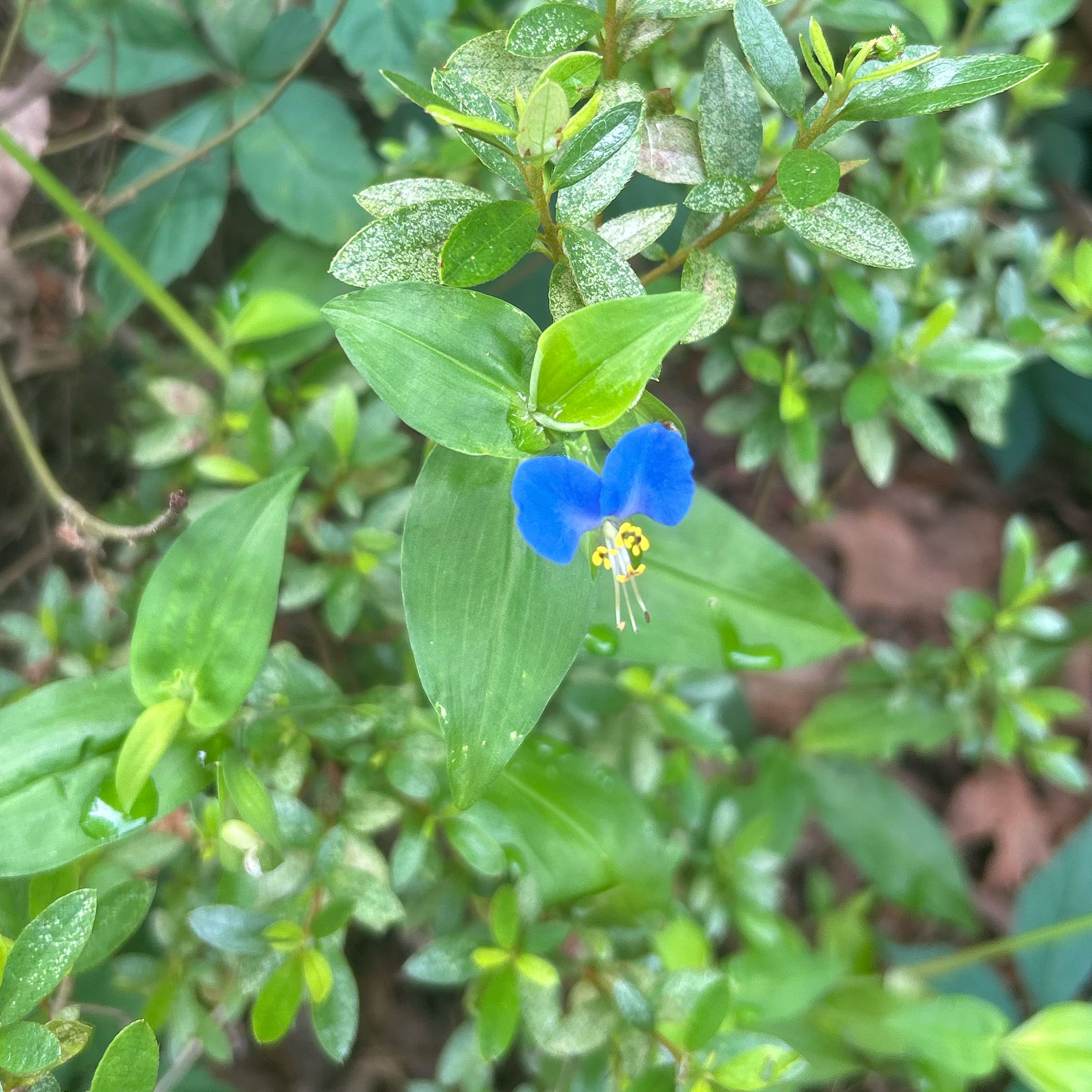 Photo of the plant species Asiatic Dayflower by @OptimalRedbetel named Mollie on Greg, the plant care app