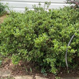 Photo of the plant species Japanese Cheesewood by @OptimalRedbetel named Coco on Greg, the plant care app