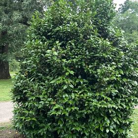 Photo of the plant species Lilly-Pilly by @OptimalRedbetel named Aristotle on Greg, the plant care app