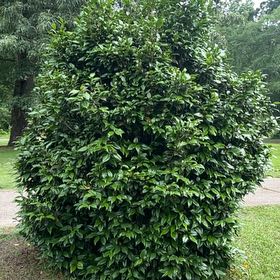 Photo of the plant species Lilly-Pilly by @OptimalRedbetel named Maya on Greg, the plant care app