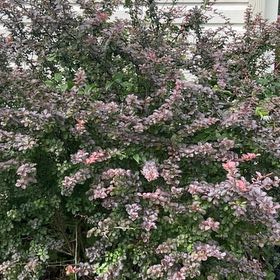 Photo of the plant species Chinese Fringe Flower by @OptimalRedbetel named Dolores on Greg, the plant care app
