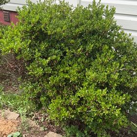 Photo of the plant species Texas Mountain Laurel by @OptimalRedbetel named Harper on Greg, the plant care app