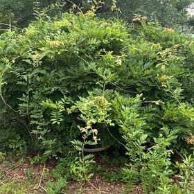 Photo of the plant species Japanese Wisteria by @OptimalRedbetel named Marley on Greg, the plant care app