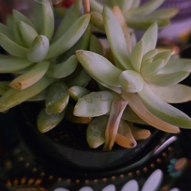 Photo of the plant species Sedeveria 'Harry Butterfield' by @ValidBokchoi71 named Demi on Greg, the plant care app