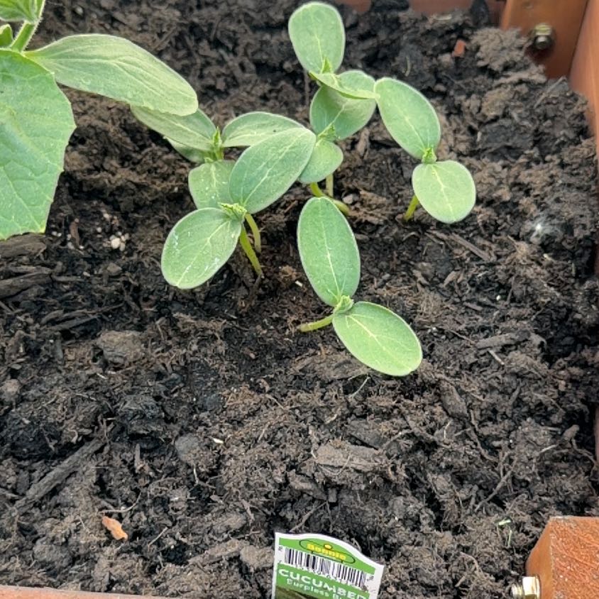 Photo of the plant species Cucumber by @RulerMendoza82 named Surya on Greg, the plant care app