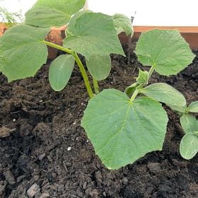 Photo of the plant species Cucumber by @RulerMendoza82 named Rosa on Greg, the plant care app