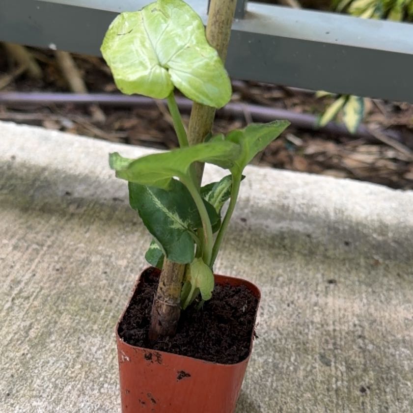 Photo of the plant species Arum Italicum by @ToughRedsword30 named Keanu Leaves on Greg, the plant care app