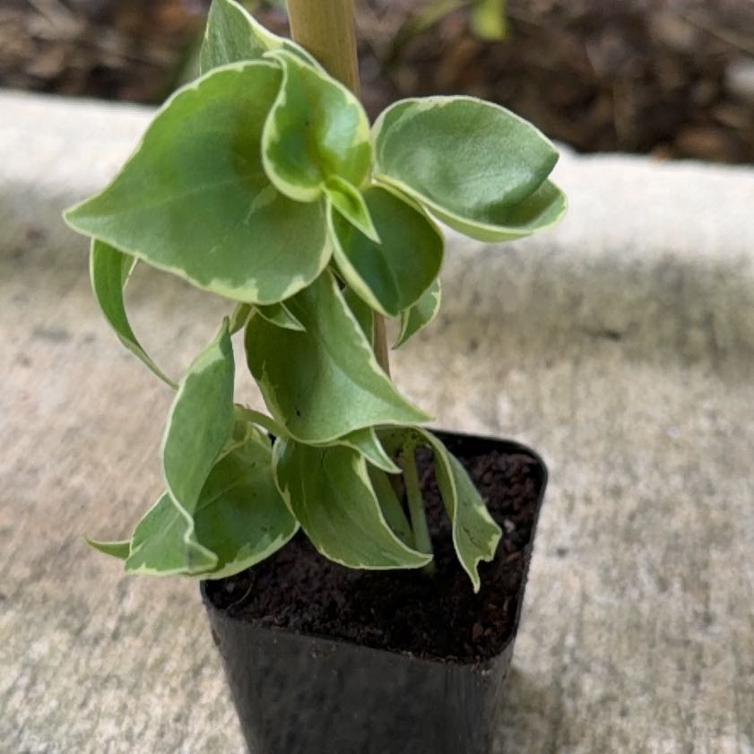 Photo of the plant species Cupid Peperomia by @ToughRedsword30 named Xena on Greg, the plant care app