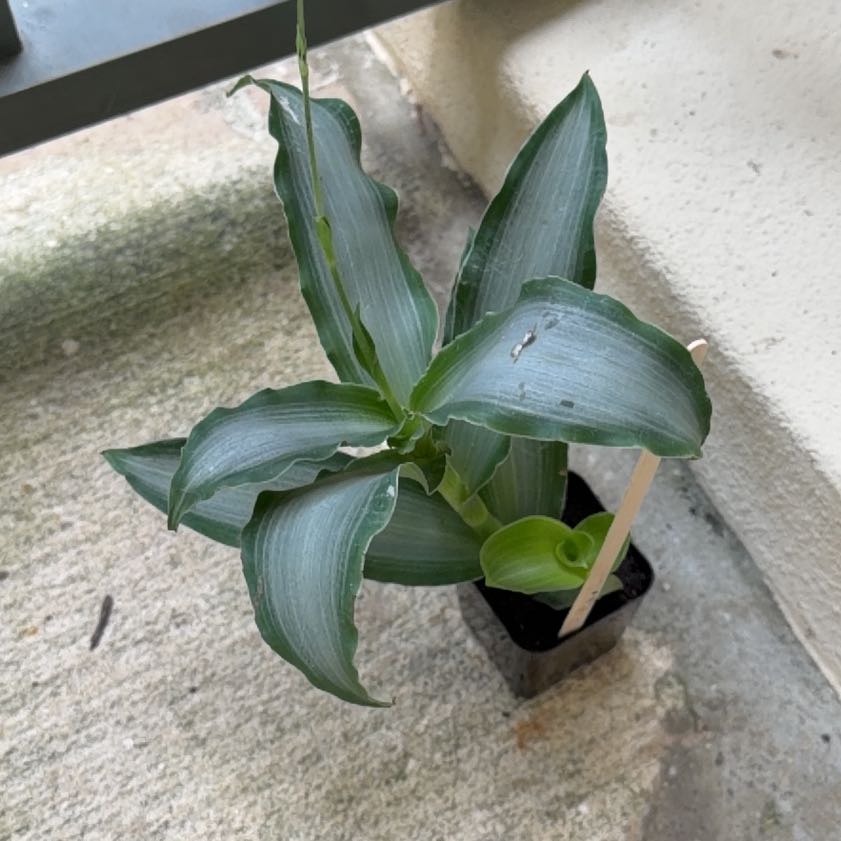 Photo of the plant species Bright Star Murdannia by @ToughRedsword30 named Duke on Greg, the plant care app