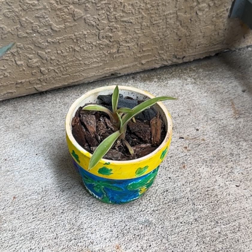 Photo of the plant species Spider Plant 'Reverse' by @ToughRedsword30 named Drake on Greg, the plant care app