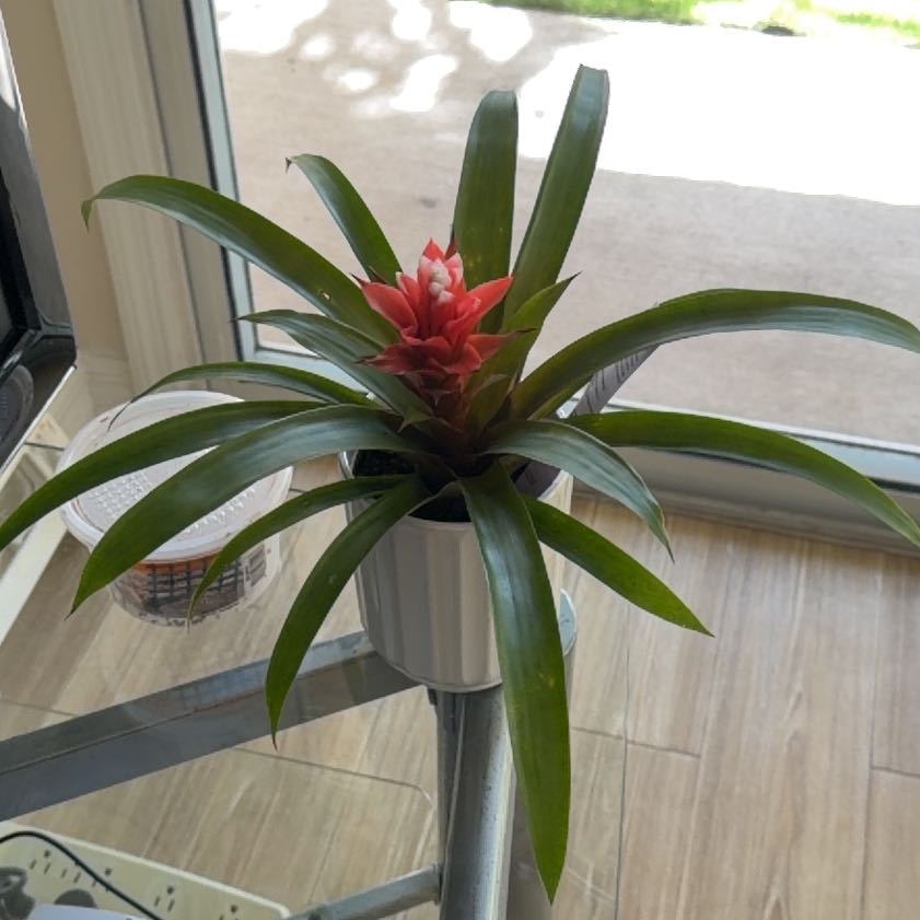 Photo of the plant species Guzmania 'Hope' by @ToughRedsword30 named Diana on Greg, the plant care app