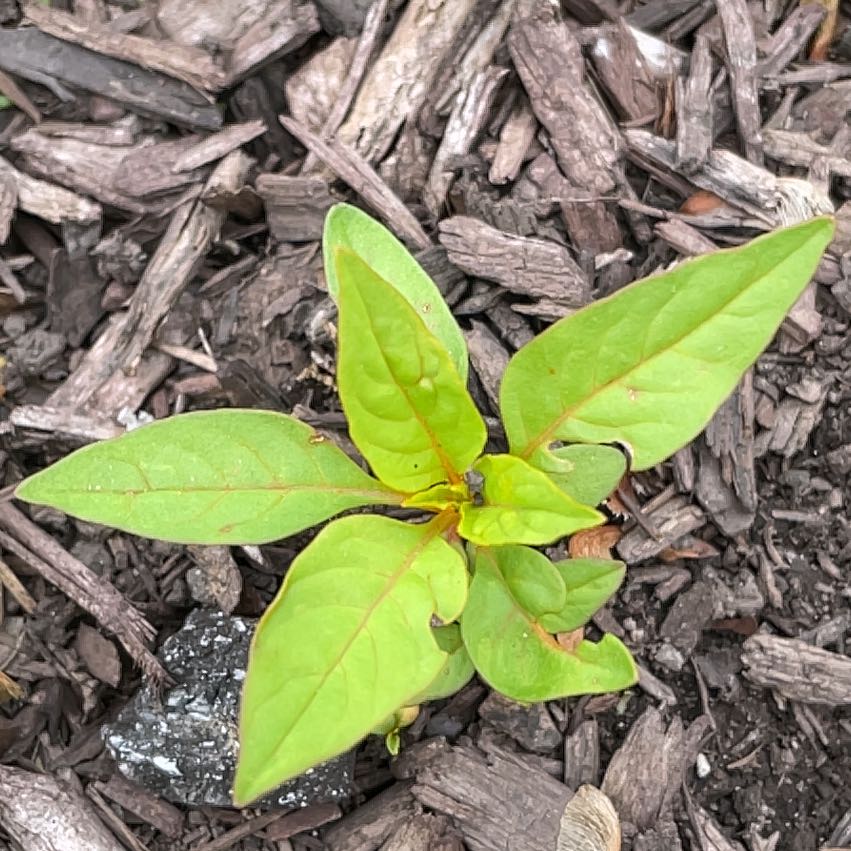 Photo of the plant species Broad-Leaved Starflower by @HelpfulPeanut28 named Coco on Greg, the plant care app