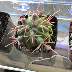 Photo of the plant species Devil's Tongue Barrel Cactus by @NiceCapnoides43 named Lavender on Greg, the plant care app