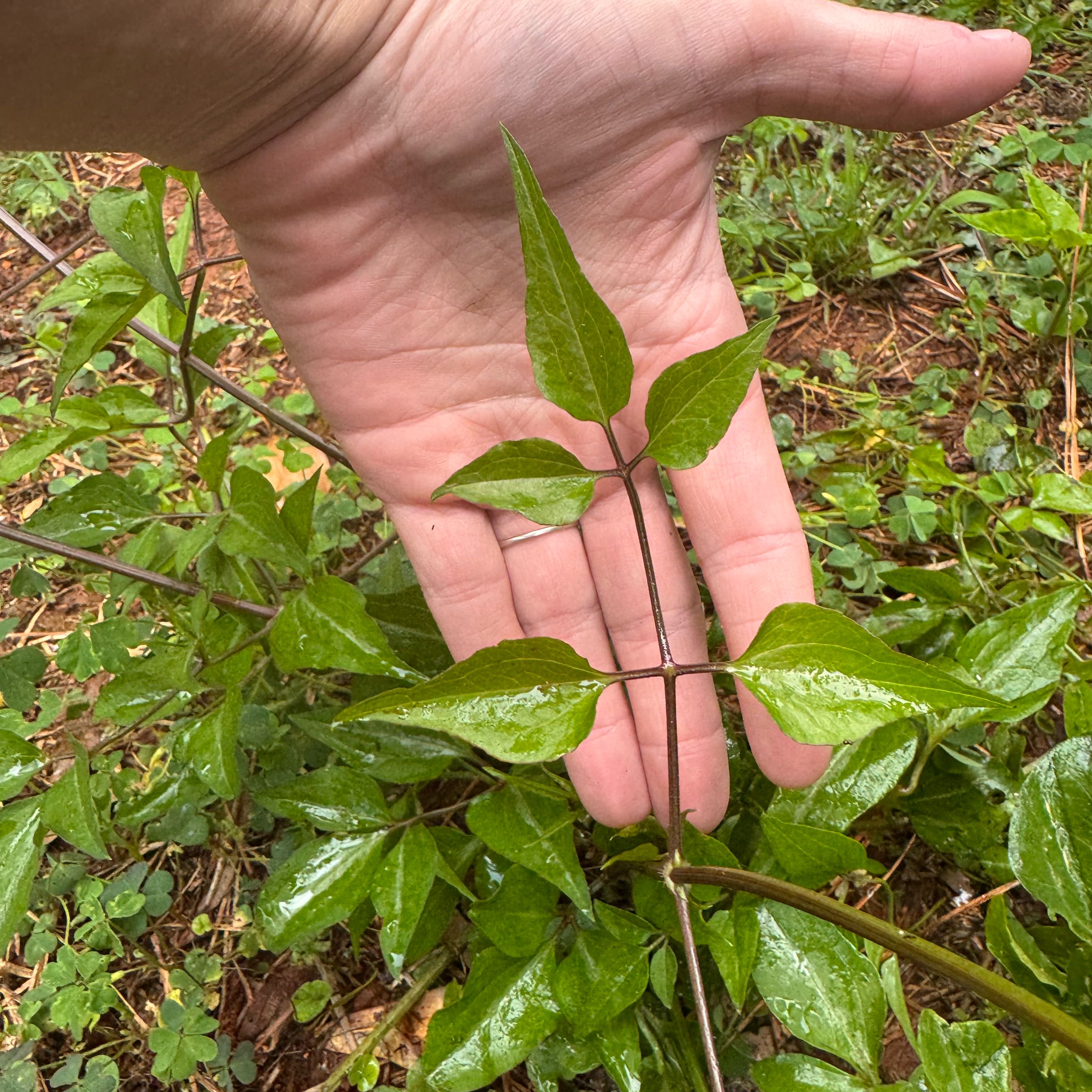 Photo of the plant species Sweet Autumn Virginsbower by @WillRuby66 named Aria on Greg, the plant care app