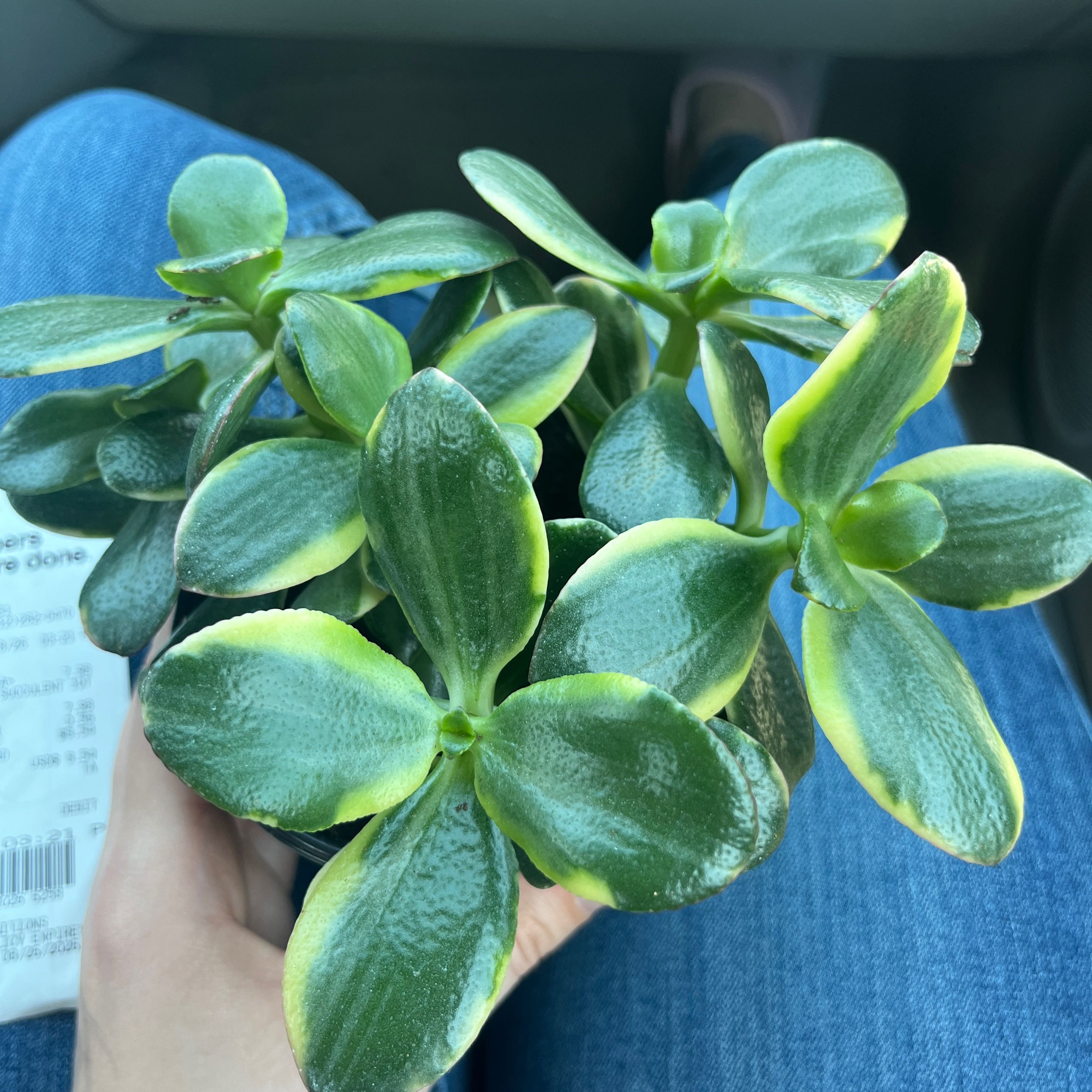 Photo of the plant species Assorted Succulents by @SnazzyChamise21 named Sage on Greg, the plant care app