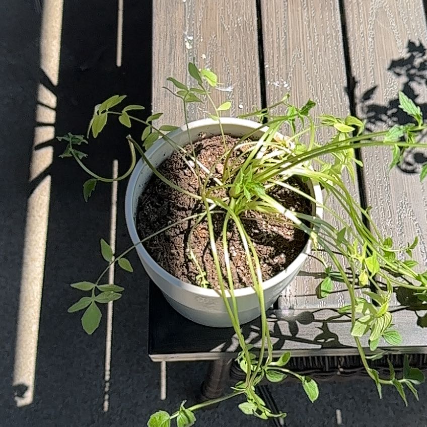 Photo of the plant species Garden Valerian by @SpotonMayten named Willow on Greg, the plant care app
