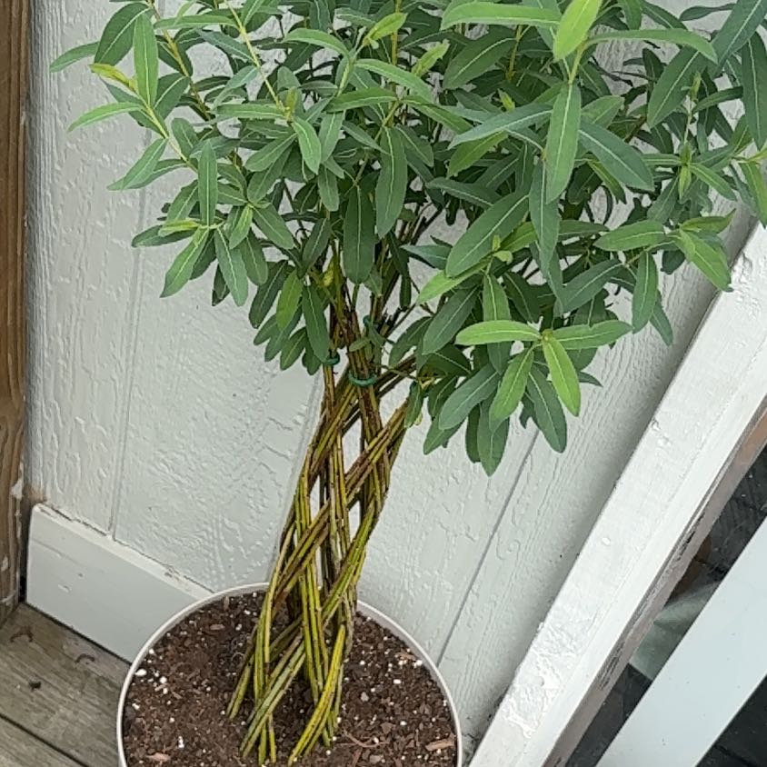 Photo of the plant species braided willow by @ModernGuepinia named James Dean on Greg, the plant care app