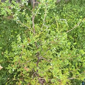 Photo of the plant species Southern White Cedar by @NiftyMelon46 named Robert Plant on Greg, the plant care app