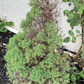 Photo of the plant species American Common Juniper by @NiftyMelon46 named Khaleesi on Greg, the plant care app