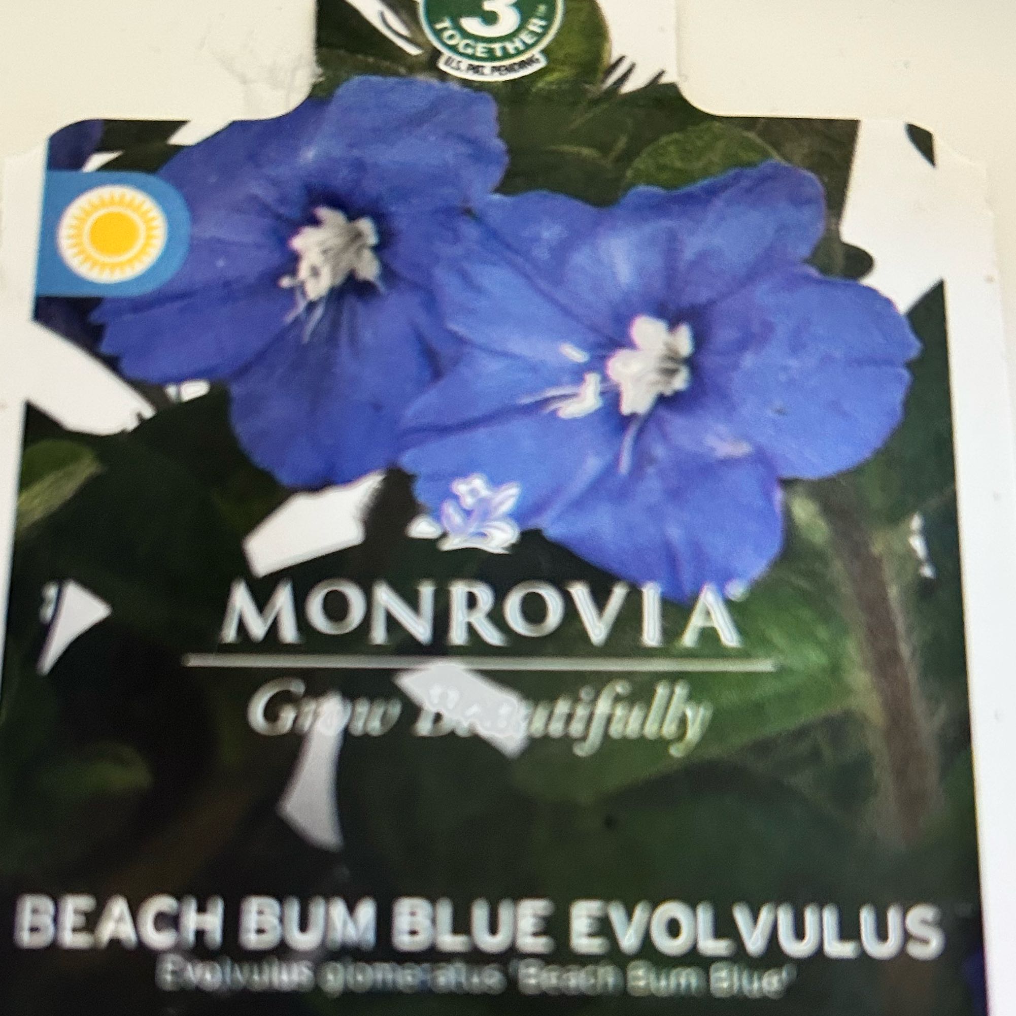 Photo of the plant species Dwarf Morning-Glory by @GladLemon71 named Kardashian on Greg, the plant care app